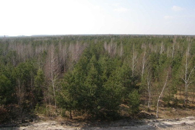 Незаконно захопили 1000 гектарів заповідного лісу на Київщині – що відбувається