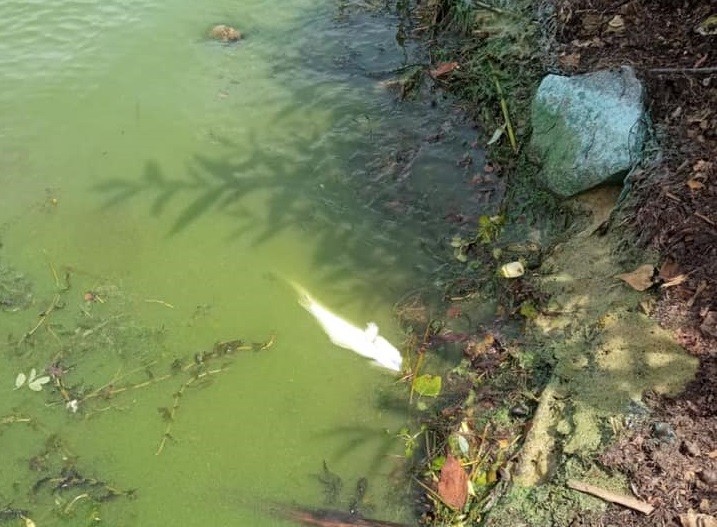Стало відомо, від чого масово загинула риба у Київському водосховищі
