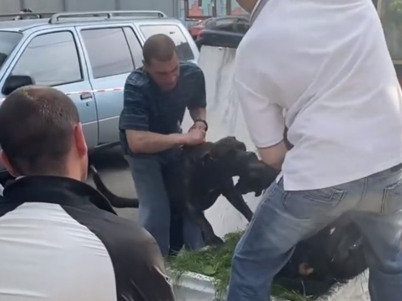 Бійцівський пес накинувся на таксу в Києві – допоміг тільки ніж (ВІДЕО 18+)
