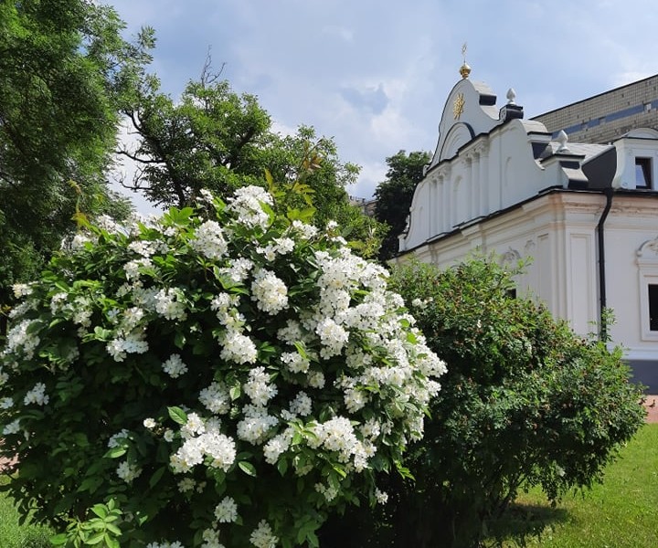Національний заповідник “Софія Київська” запрошує малювати янголів та милуватися монастирським садом
