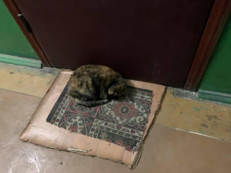 Котяча відданість: кішка ночує під дверими квартири, з якої виїхала її господарка
