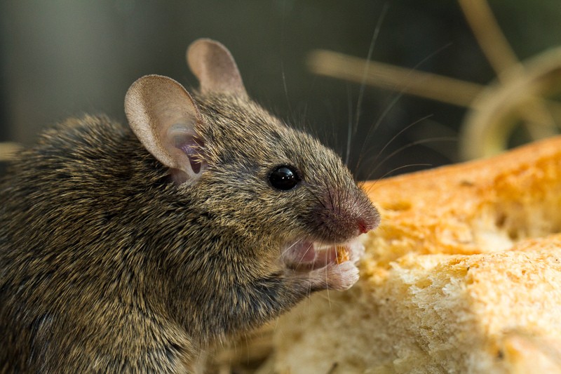 Зоокуток у відділі хліба: на Троєщині в маркеті миша їла піцу (ВІДЕО)