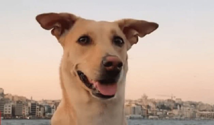Собака Чапаті з Києва відвідала рекордні 30 країн і планує продовжувати