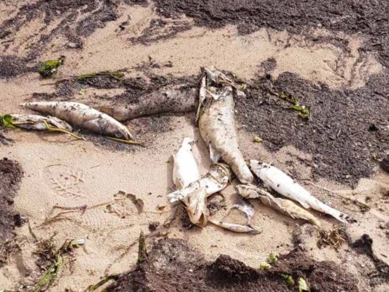 Екологічна катастрофа на узбережжі Дніпра. Суша завалена мертвою рибою (ФОТО)
