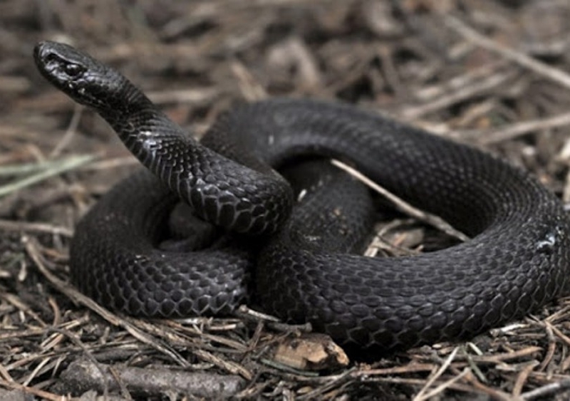 Змії покусали вже понад два десятки людей – як захиститися та що робити при укусі