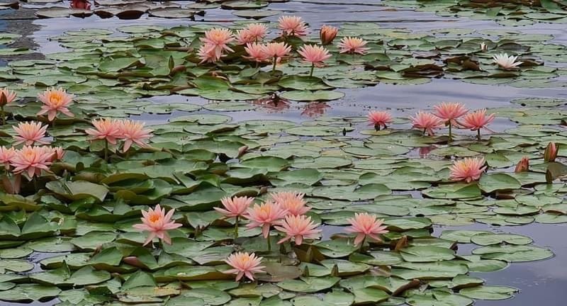 Березняківці виростили неймовірний “сад” німфей в озері, а тепер квіти можуть зникнути