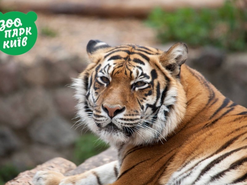 Як живе тигрова мама: столичний зоопарк поділився “приватним” життям родини хижаків (ФОТО)