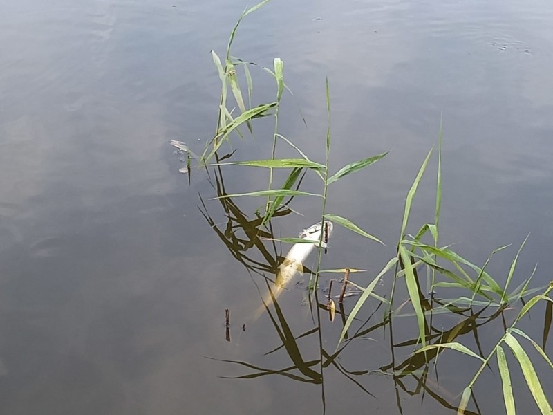 Бруд і спека. В озері на Нивках загинула вся риба (ФОТО)