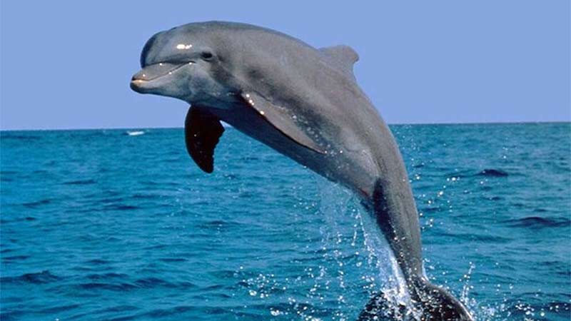 День дельфінів та Преподобного Антонія. Що не можна робити 23 липня