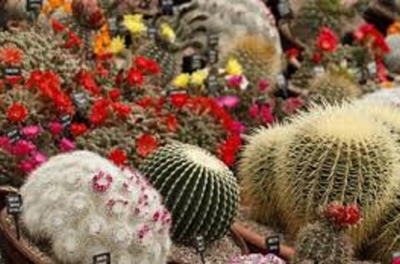 Киянам покажуть колекцію особливих кактусів