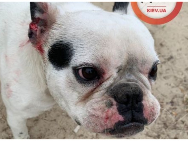 Під Києвом дворові собаки побили і покусали французького бульдога