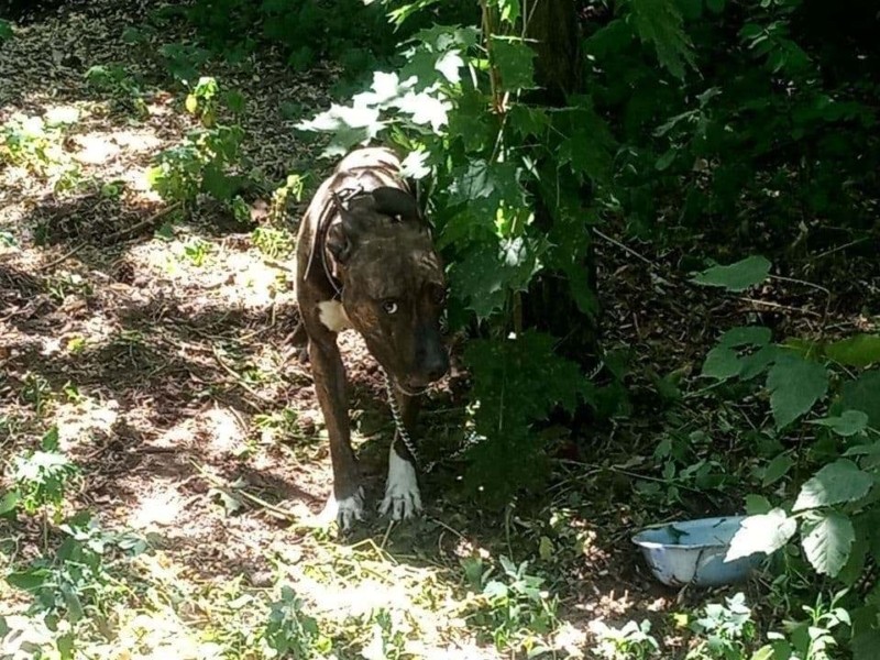 Прив’язали до дерева та покинули: у парку Києва знайшли виснаженого пса (ФОТО)