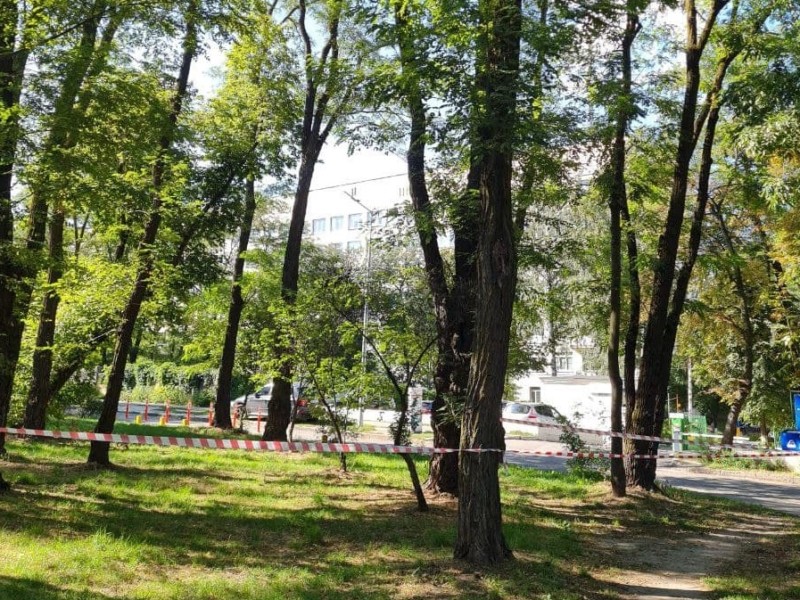 У Сирецькому парку знешкодили гніздо шершнів, які нападали на перехожих
