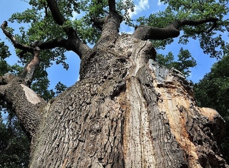 400 років, 5 метрів завширшки. У Голосіївсьому лісі знайшли унікальний дуб (ФОТО)