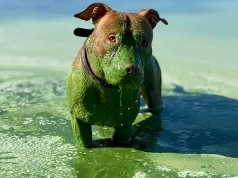 Фото дня. Пес позеленів після купання у Дніпрі