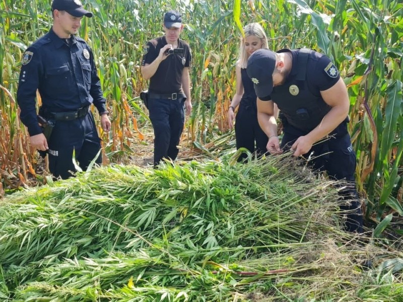 Ноу-хау пошуку наркозілля: “врожай” коноплі відшукали у кукурудзяному полі з неба