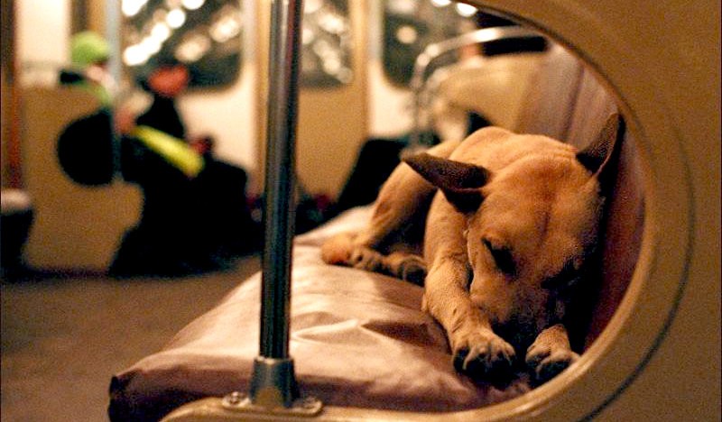 Кияни просять дозволу їздити в метро із собаками