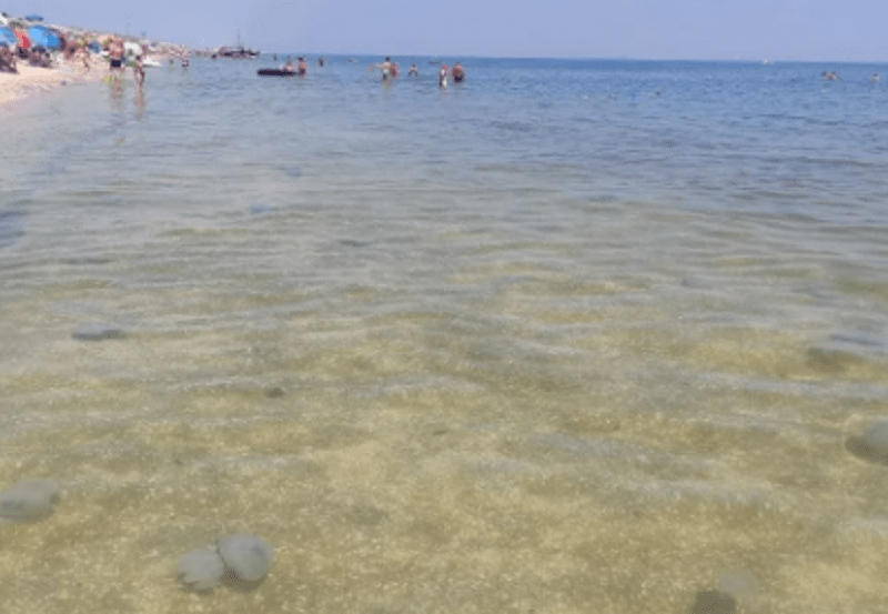 На Азовському морі не розслабишся. Трикілограмові медузи заполонили берег (ФОТО)
