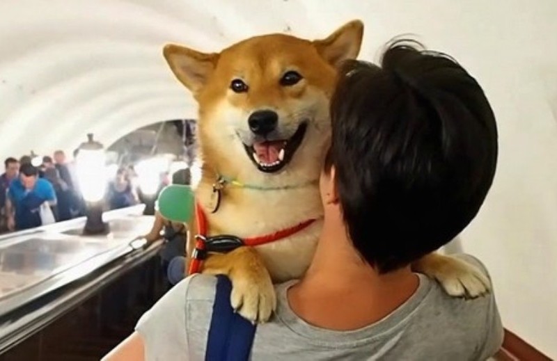 Кияни просять дозволити їздити в метро з собаками