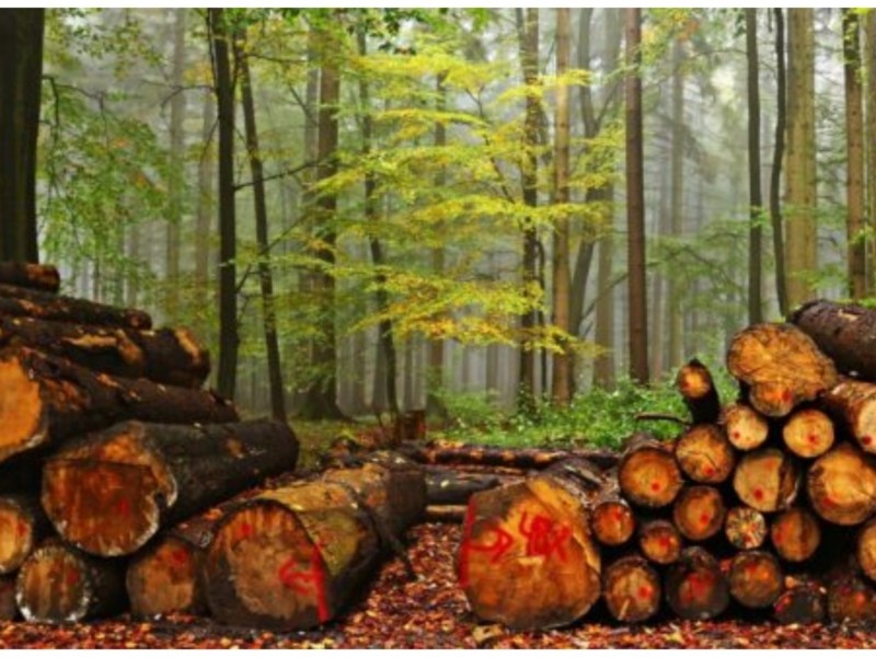Вирубали ліс на 13 мільйонів гривень: чиновникам на Київщині оголосили підозру