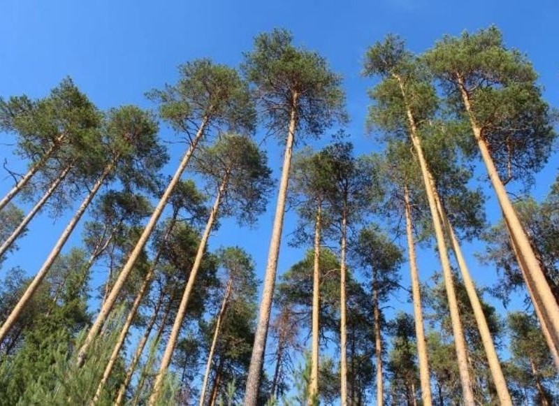 Не забудують: в Києві «Вікові дерева сосни» оголошено пам’яткою природи