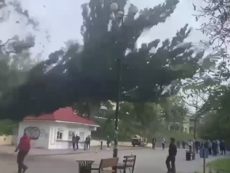 Гілки летять, люди розбігаються: на території КПІ спилюють дерева (ВІДЕО)