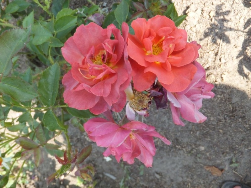 У київському ботсаду показали «короновані» троянди