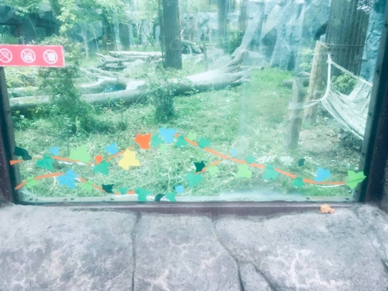 У Київському зоопарку тріснуло скло у вольєрі з ведмедями – його заліпили листочками (ФОТО)