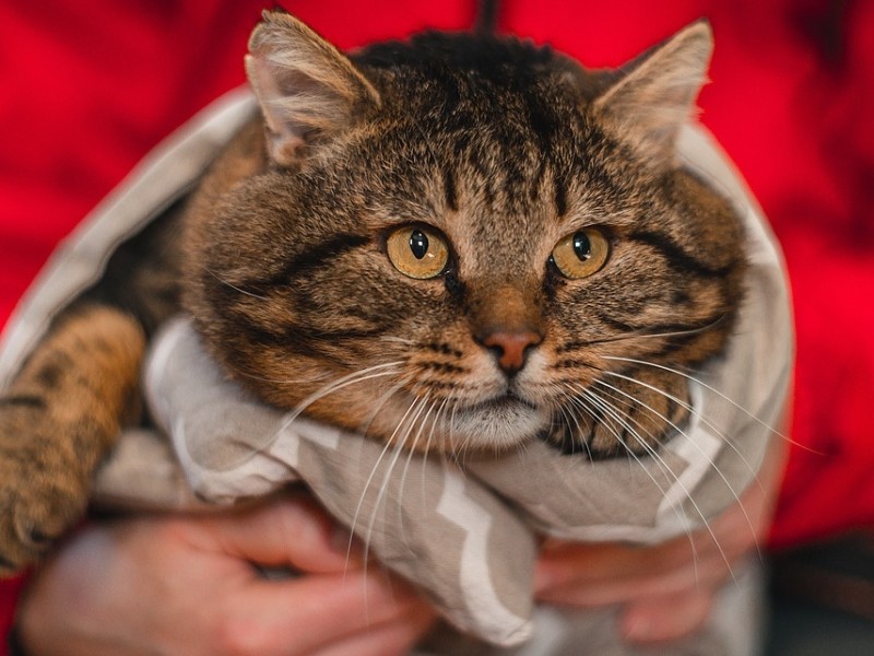 Столична кардіологиня сказала “нехай подихає” зоорятувальникам, які хотіли нагодувати замкнену в квартирі кішку