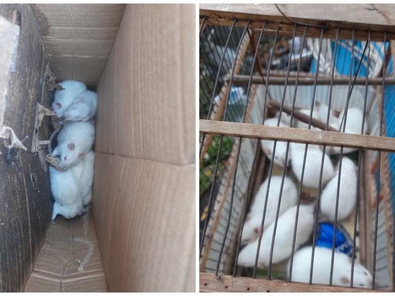 На Харківському масиві викинули на голодну смерть дев’ять маленьких білих мишок