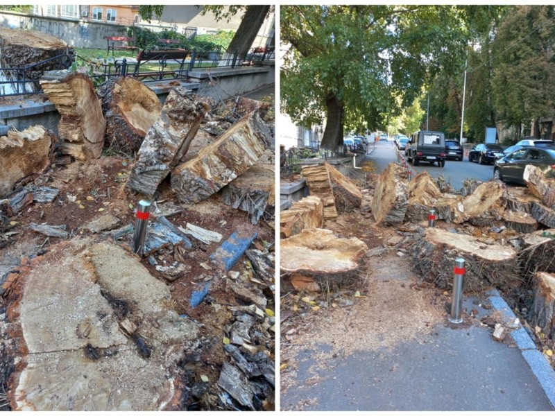 Кому дрова? На одній з вулиць міста “забули” прибрати розпилене дерево на тротуарі