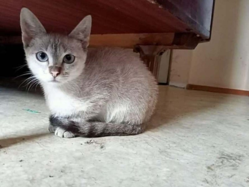 Невгамовна: кішка, яка тиждень жила в тунелі метро, знову втекла від волонтерів
