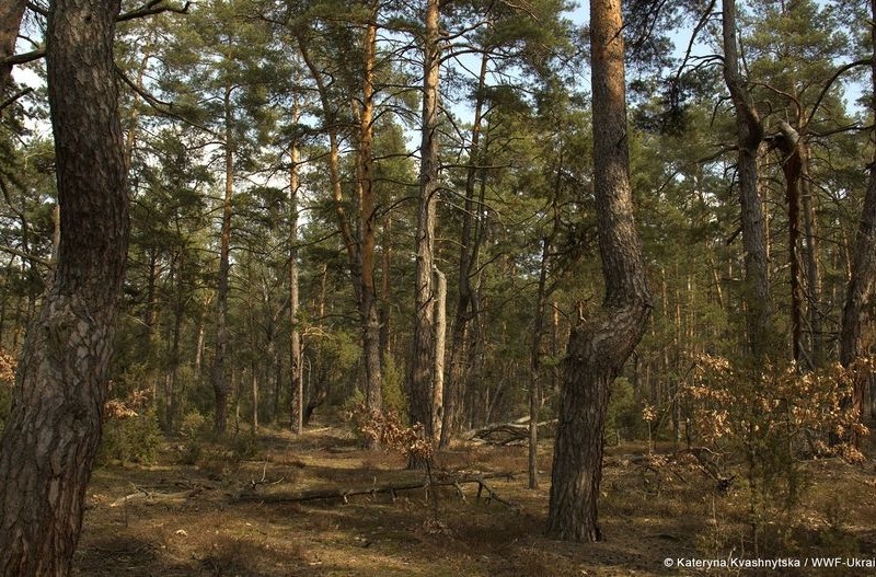 На Київщині цивільним громадянам заборонили відвідувати ліси