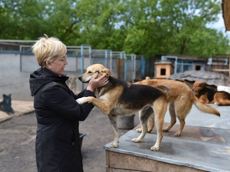Більше тисячі врятованих у Києві собак можуть знову опинитися на вулиці