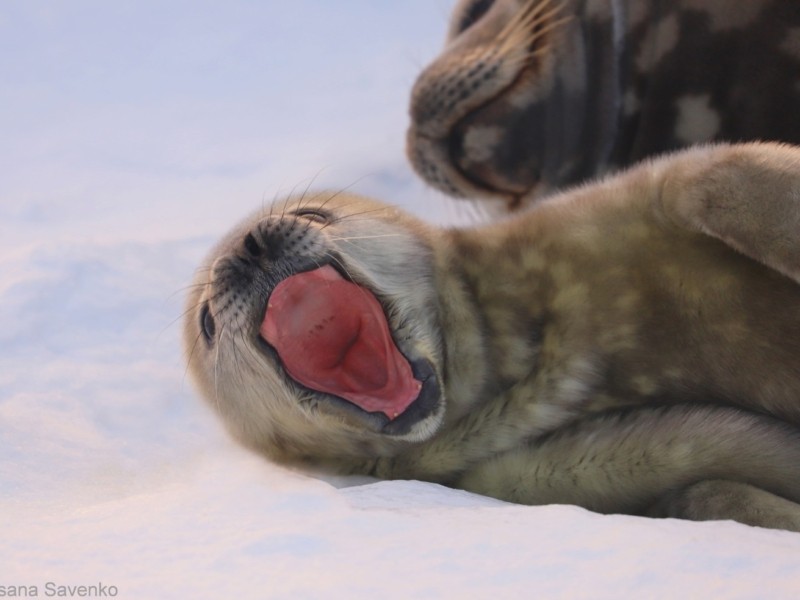 Милота дня. Перші тюленята народилися біля станції «Академік Вернадський» (ФОТО)