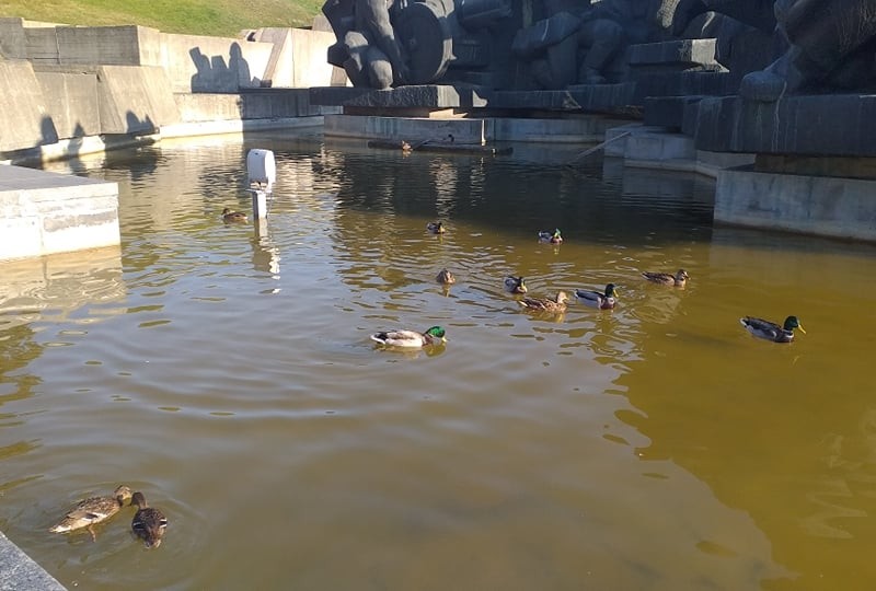 Вуті подорослішали: «озерце» Музею війни стало домівкою для качок