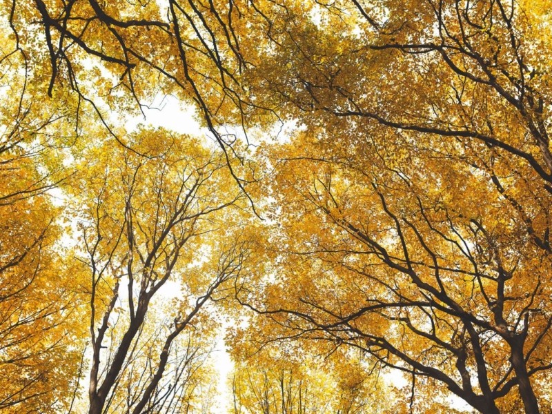 Осінь у кожному листочку: киянка зробила неймовірні фото Сирецького гаю