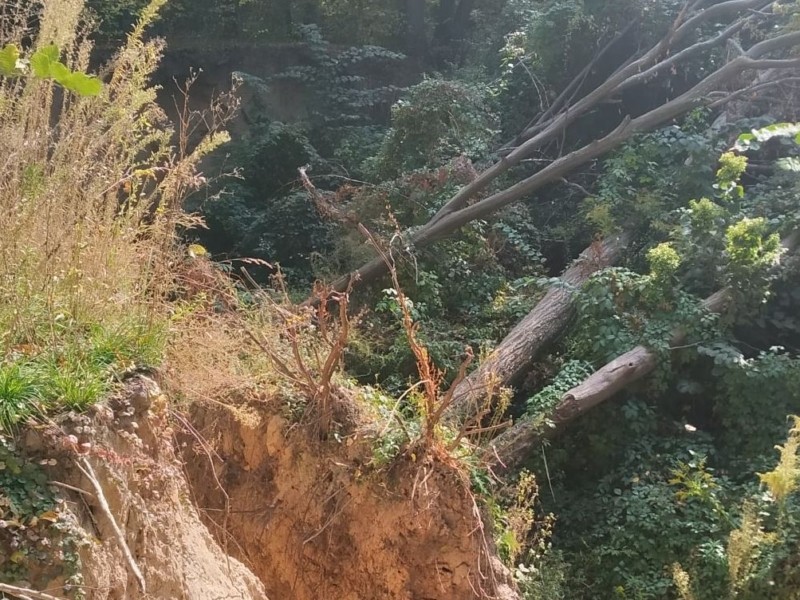 В Голосіївському парку падають та гинуть вікові дерева – причина