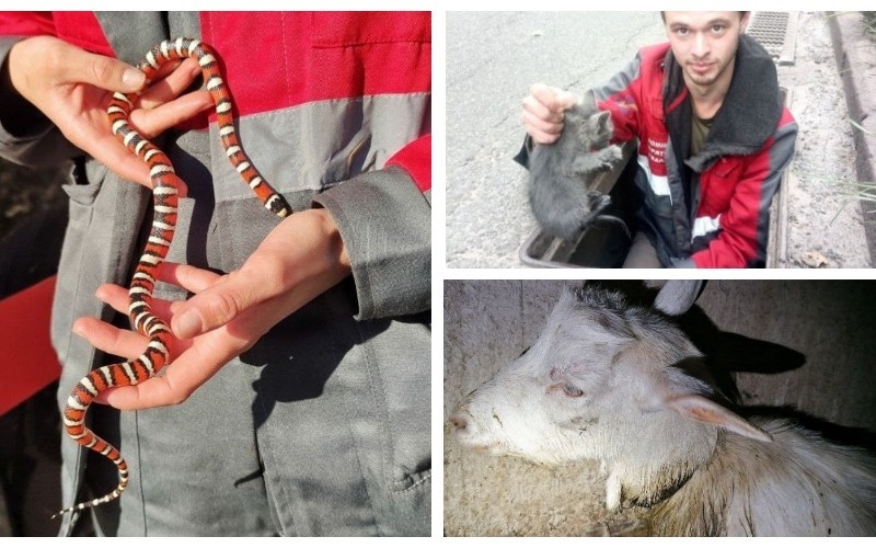 Кошенята в зливостоках, коза в каналізації, змія в квартирі: будні рятувальників тварин в Києві (ФОТО)