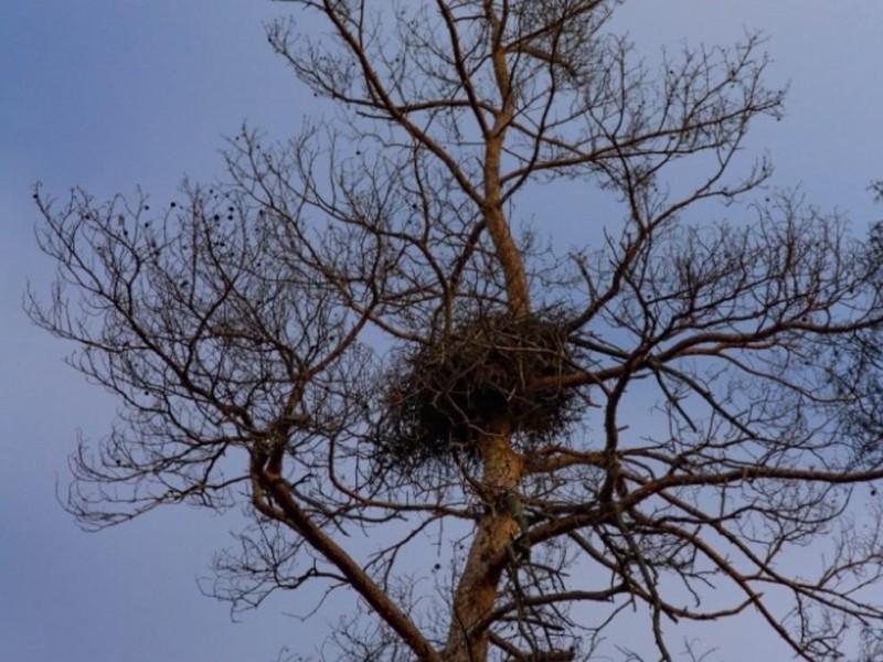 У Чорнобилі помітили гнізда рідкісних птахів (ФОТО)