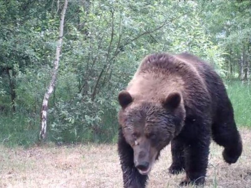 В Чорнобилі великий ведмідь зламав хребет оленю (ФОТО)