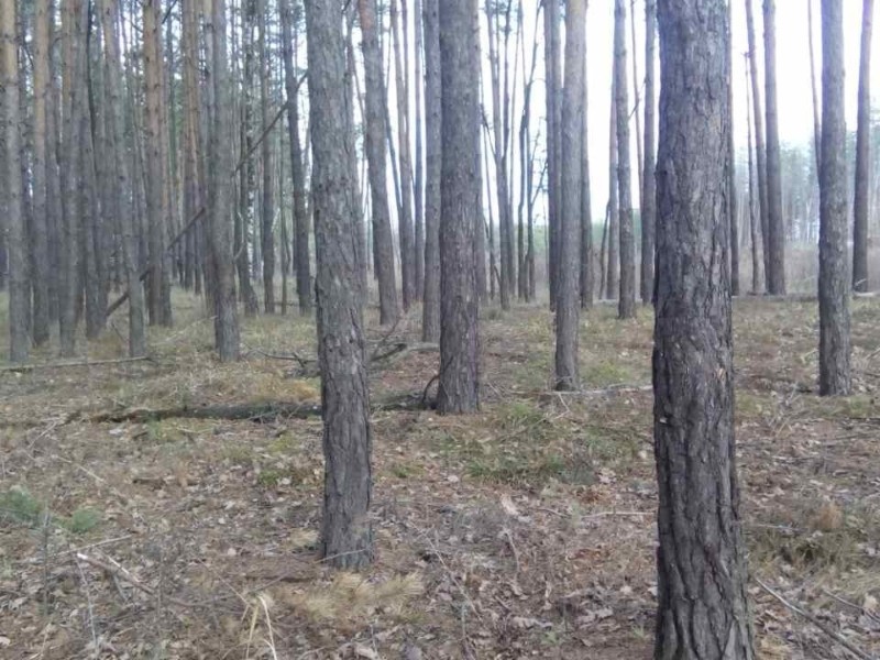 Захищений від котеджів: один з лісів на Київщині став заповідним