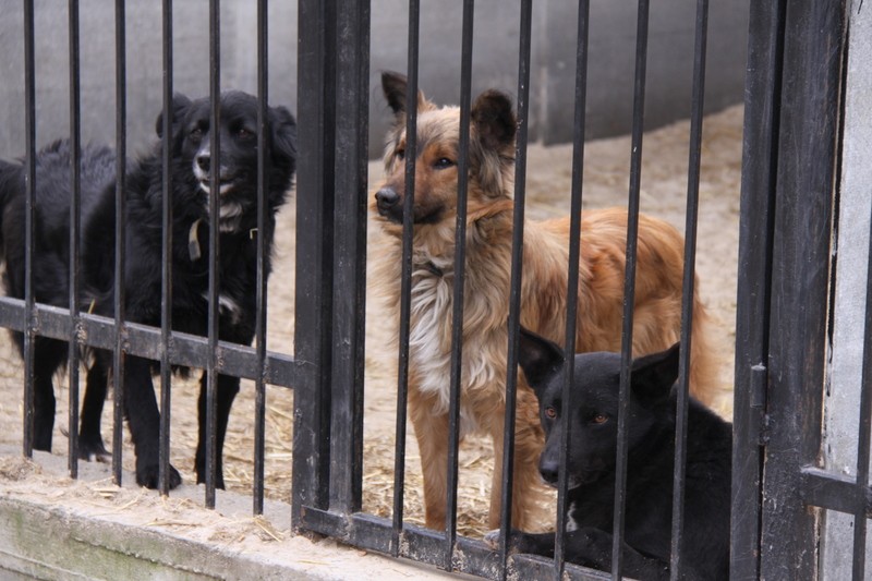 У Києві планують збільшити фінансування приватних притулків для тварин