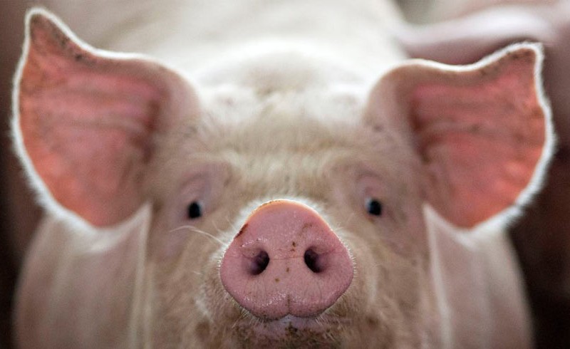В Інституті серця провели операцію свині з імплантації (ВІДЕО)