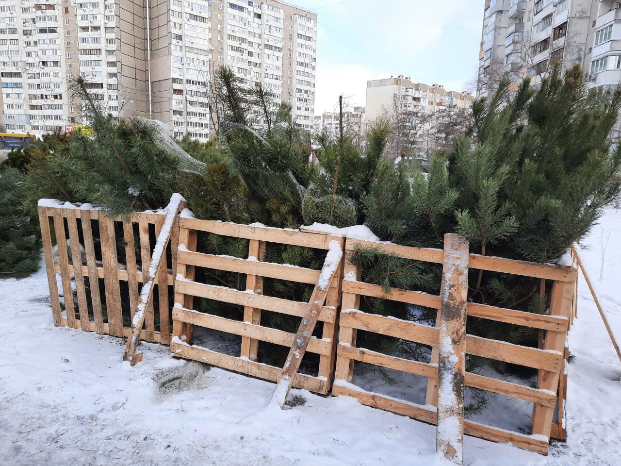 демонтаж незаконних ялинкових базарів