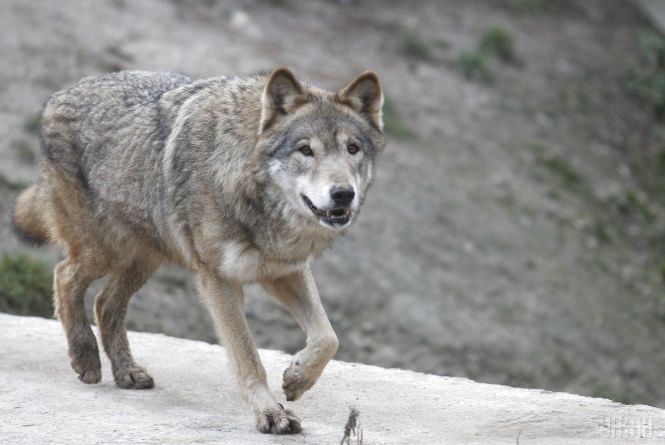 У Ботсаду на Печерську бачили тварину, схожу на вовка