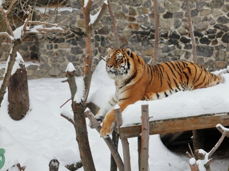 У Київському зоопарку почали “задобрювати” родину тигрів (ФОТО)