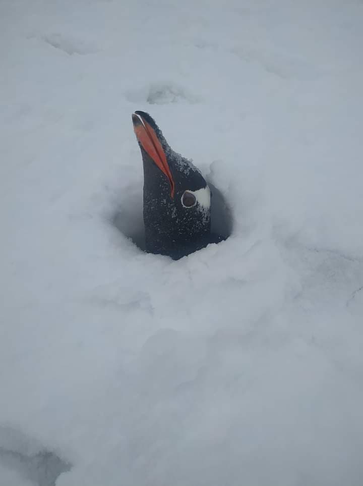 пінгвіни в антарктиді