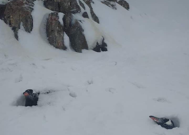 В Антарктиді почалося літо, пінгвінів засипало снігом