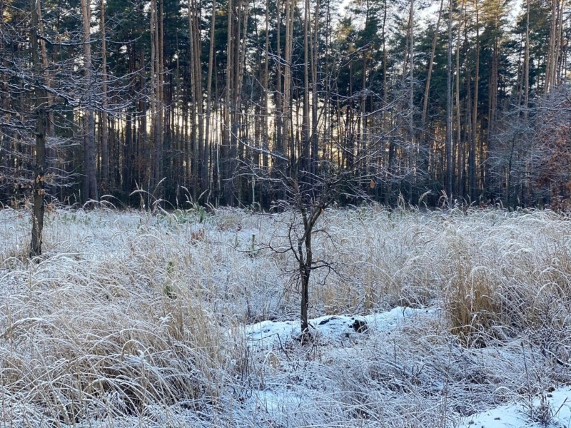 Без опадів та до 7°С морозу: яка погода буде на Київщині 18 грудня